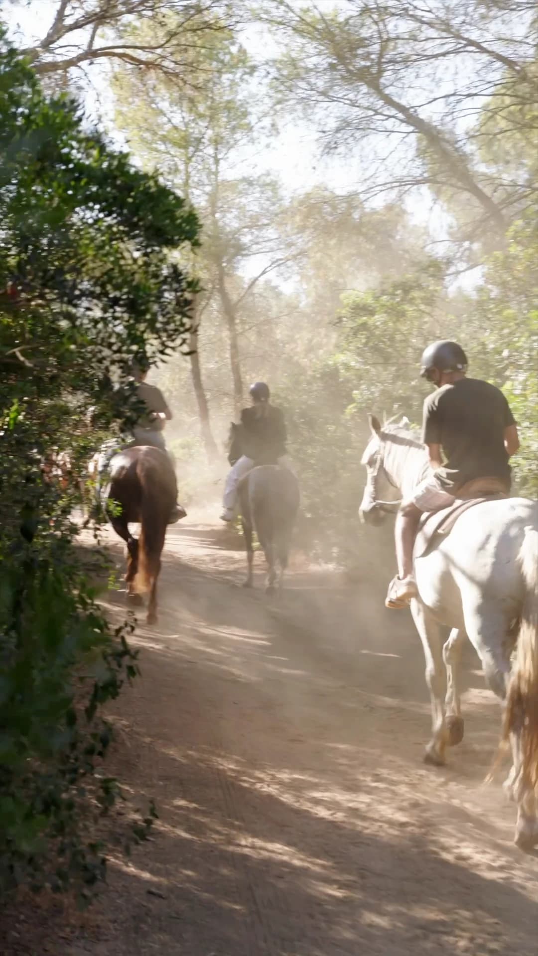 Horse riding on a forest trail